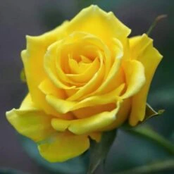 Yellow ROSE - Flowering Plants
