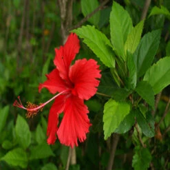 Hibiscus Red Desi - Flowering Plants 5 Hibiscus Red Desi - Flowering Plants -EcoHaven Shop 3 5adaac83 f9cb 4b6d 9f6c 039c9b5292d4