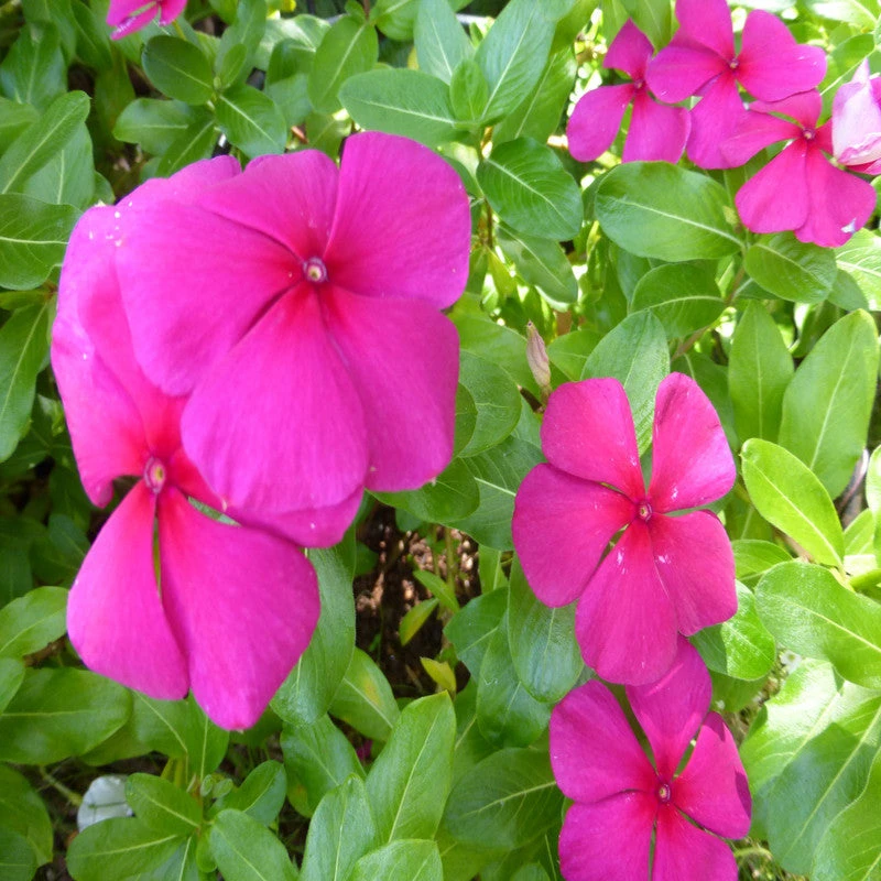 Periwinkle Purple -SEASONALS 2 Periwinkle Purple -SEASONALS - Image 2