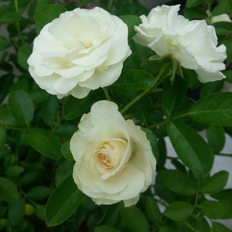 Rose Summer Snow White - Flowering Plants 1 Rose Summer Snow White - Flowering Plants