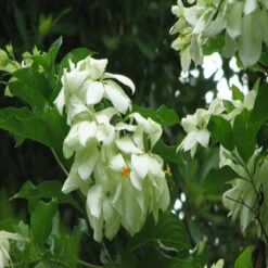 Mussaenda White - Flowering Shrubs -EcoHaven Shop 3 a7bb2037 df1f 4878 b05d de41d22b6ba7