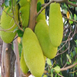 Jack Fruit-Gumless Panasa(Grafted) - Fruit Plants & Tree 5 Jack Fruit-Gumless Panasa(Grafted) - Fruit Plants & Tree -EcoHaven Shop 3 b3dc390c 5939 49c9 ba7c 4f9d1ed84c96