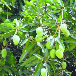 Mango Pedda Rasam(Grafted) - Fruit Plants & Tree -EcoHaven Shop 3 b76ae3ee f118 45ba b443 39ac7ecaaed0