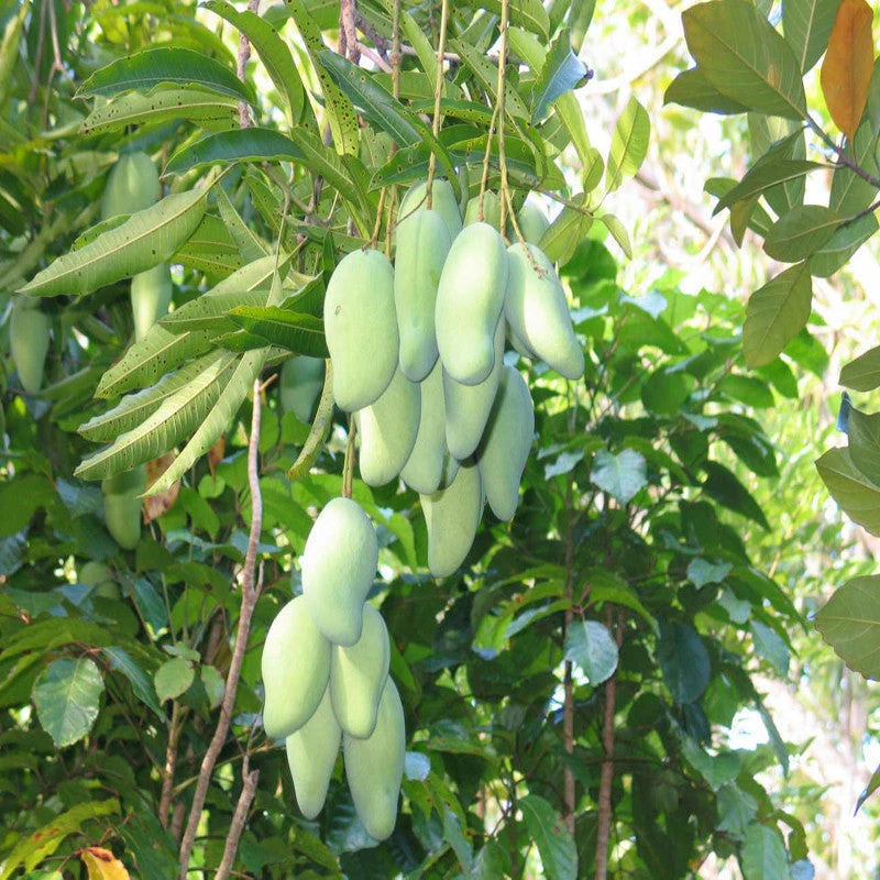 Totapuri Mango(Grafted) - Fruit Plants & Tree 3 Totapuri Mango(Grafted) - Fruit Plants & Tree - Image 3