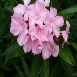 Nerium Mini Pink Single - Flowering Shrubs 5 Nerium Mini Pink Single - Flowering Shrubs -EcoHaven Shop 3 c8b2db87 8422 43ac 8f48 583eabea1a9e