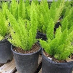 Fox Tail Asparagus/Asparagus Meyeri - Indoor Plants -EcoHaven Shop 3 cc1c8a25 3c35 48de a62e 28dd640bd140