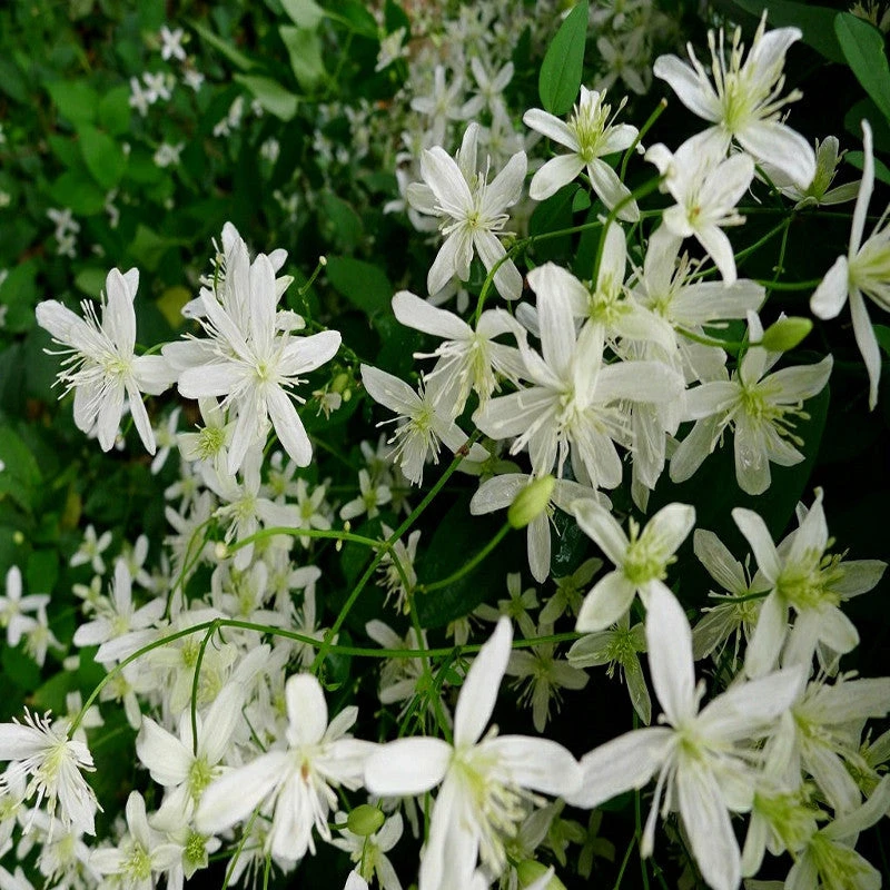 Clematis Gourian - Creepers & Climbers 3 Clematis Gourian - Creepers & Climbers - Image 3