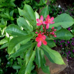 Jatropha Red - Flowering Shrubs -EcoHaven Shop 3 e6f443ce 3940 4926 8595 1d1ed94bd16b
