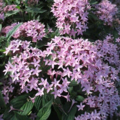 Pentas Violet - Flowering Plants 5 Pentas Violet - Flowering Plants -EcoHaven Shop 3 fb2307f9 1147 4273 95ee 6dade4b4a10b