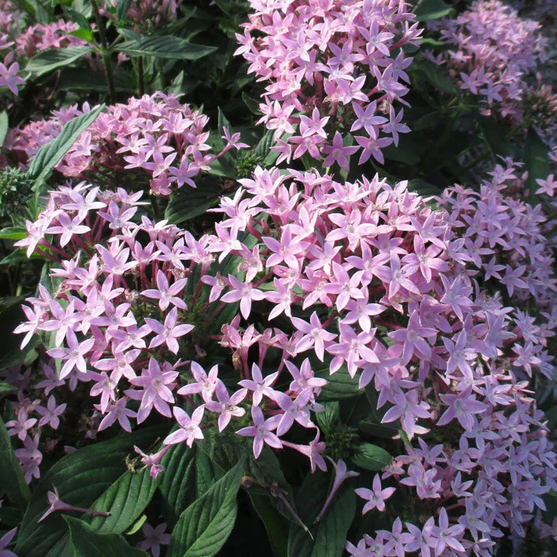 Pentas Violet - Flowering Plants 3 Pentas Violet - Flowering Plants - Image 3