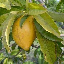 Eggfruit - Fruit Plants & Tree 5 Eggfruit - Fruit Plants & Tree -EcoHaven Shop 3hETNvP