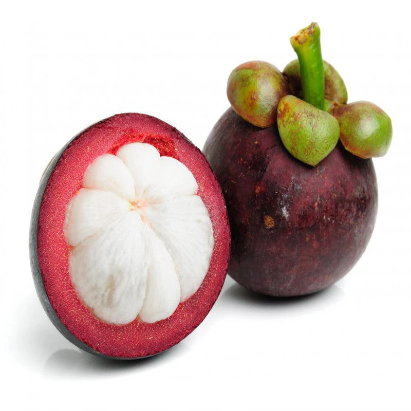 Mangosteen / Garcinia Mangostana - Fruit Plants & Tree 2 Mangosteen / Garcinia Mangostana - Fruit Plants & Tree - Image 2