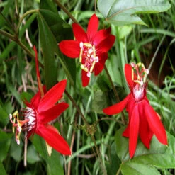 Scarlet Passion Flower Red- Creepers & Climbers -EcoHaven Shop 4 a8936310 b21b 4218 89d8 7d57a98feb7d