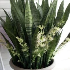 Sansevieria/Snake Plant-Green - Indoor/Outdoor Plants -EcoHaven Shop 4 cb23bae8 6feb 4824 b6ff bc974381feac