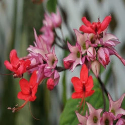 Bleeding Heart Vine Red - Creepers & Climbers