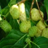 Noni/cheese Fruit - Fruit Plants & Tree