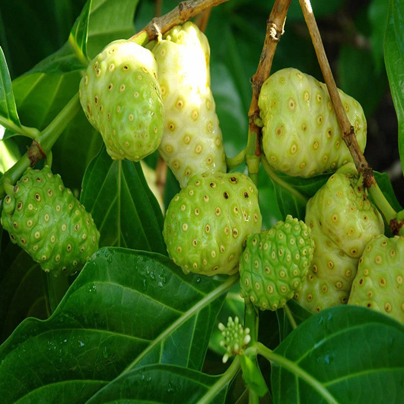 Noni/cheese Fruit - Fruit Plants & Tree 1 Noni/cheese Fruit - Fruit Plants & Tree