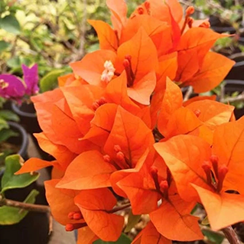 Bougainvillea Orange - Flowering Shrubs 2 Bougainvillea Orange - Flowering Shrubs - Image 2