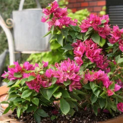 Bougainvillea Dwarf - Flowering Shrubs 5 Bougainvillea Dwarf - Flowering Shrubs -EcoHaven Shop 7427