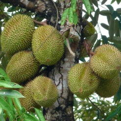 Durian Fruit - Fruit Plants & Tree 5 Durian Fruit - Fruit Plants & Tree -EcoHaven Shop 8150331626 e146ff663e b 1