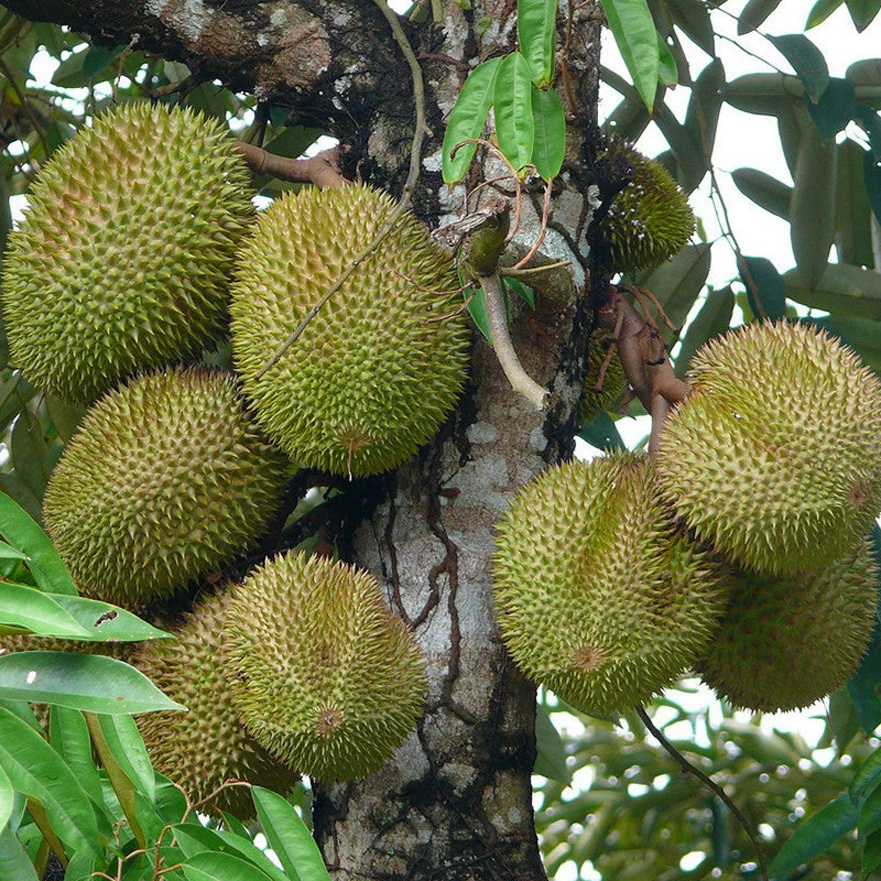 Durian Fruit - Fruit Plants & Tree 3 Durian Fruit - Fruit Plants & Tree - Image 3