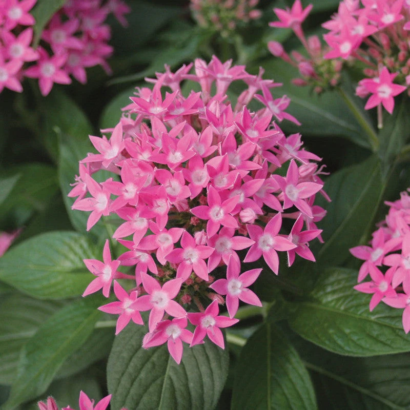 Pentas Pink - Flowering Plants 1 Pentas Pink - Flowering Plants