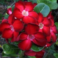 Adenium Red - Flowering Plants