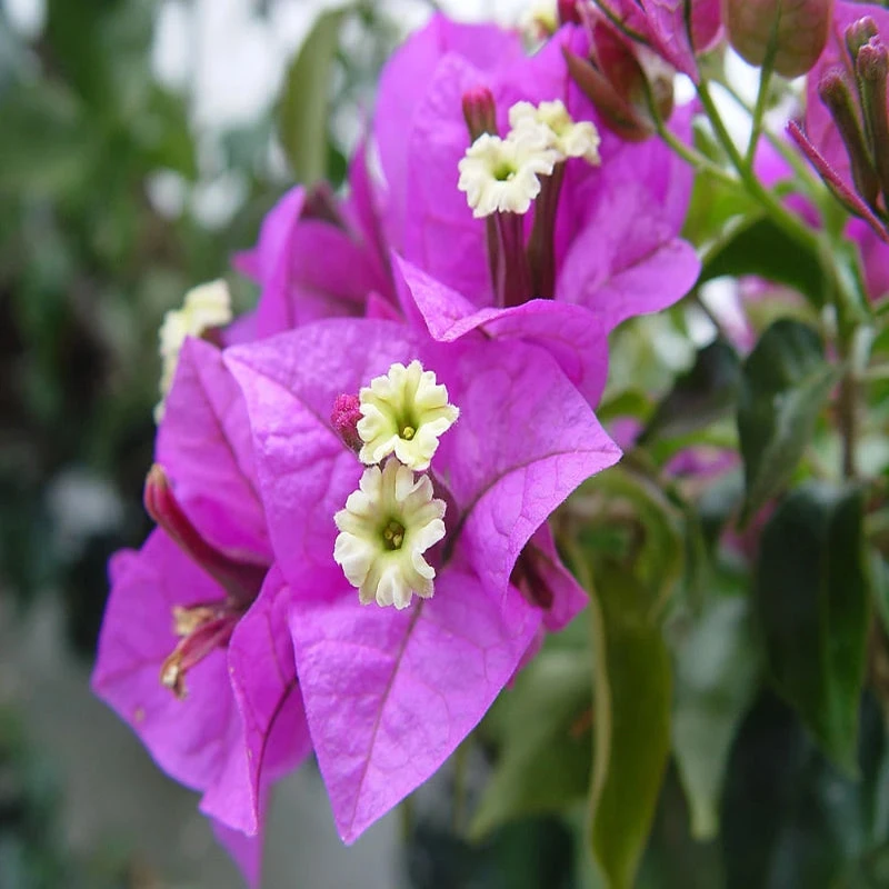 Bougainvillea Glabra (Formosa)- Flowering Shurbs 3 Bougainvillea Glabra (Formosa)- Flowering Shurbs - Image 3