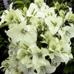 Bougainvillea White - Flowering Shrubs 5 Bougainvillea White - Flowering Shrubs -EcoHaven Shop Bougainvillea 1