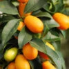 Sweet Lemon / Kumquat(Grafted) - Fruit Plants & Tree