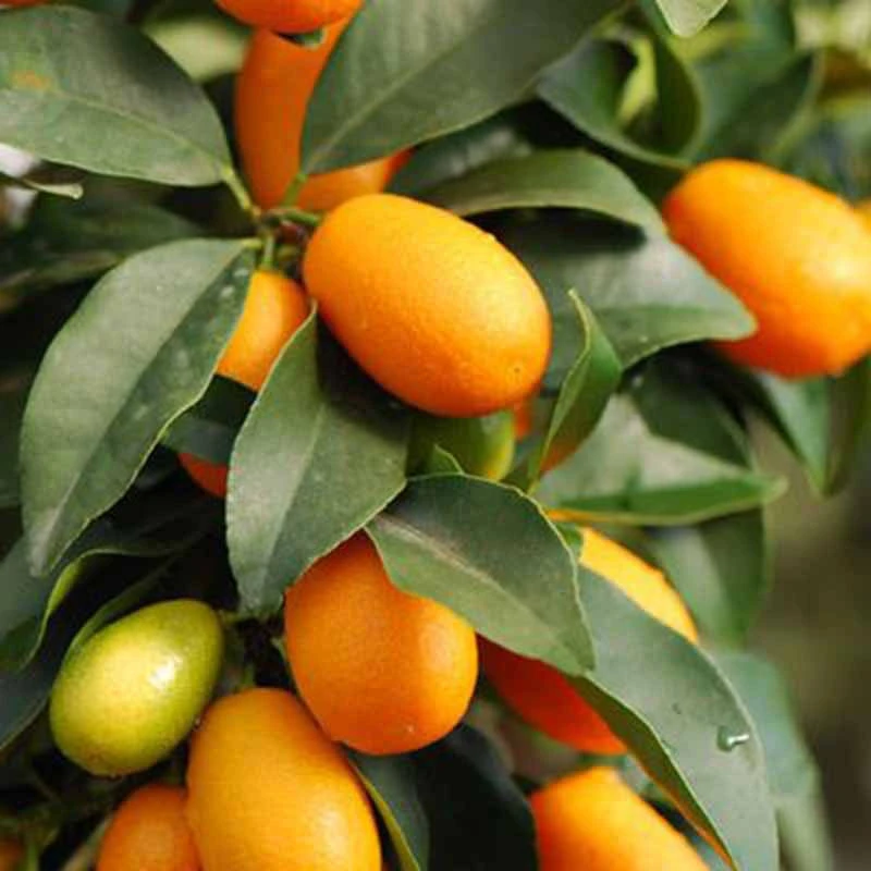 Sweet Lemon / Kumquat(Grafted) - Fruit Plants & Tree 1 Sweet Lemon / Kumquat(Grafted) - Fruit Plants & Tree