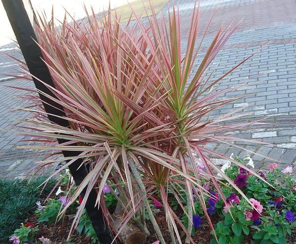 Dracaena Marginata Tricolor - Indoor/Ornamental Plants 2 Dracaena Marginata Tricolor - Indoor/Ornamental Plants - Image 2