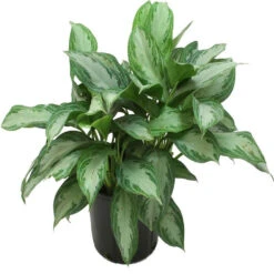 Aglaonema Big Leaf - Indoor Plants