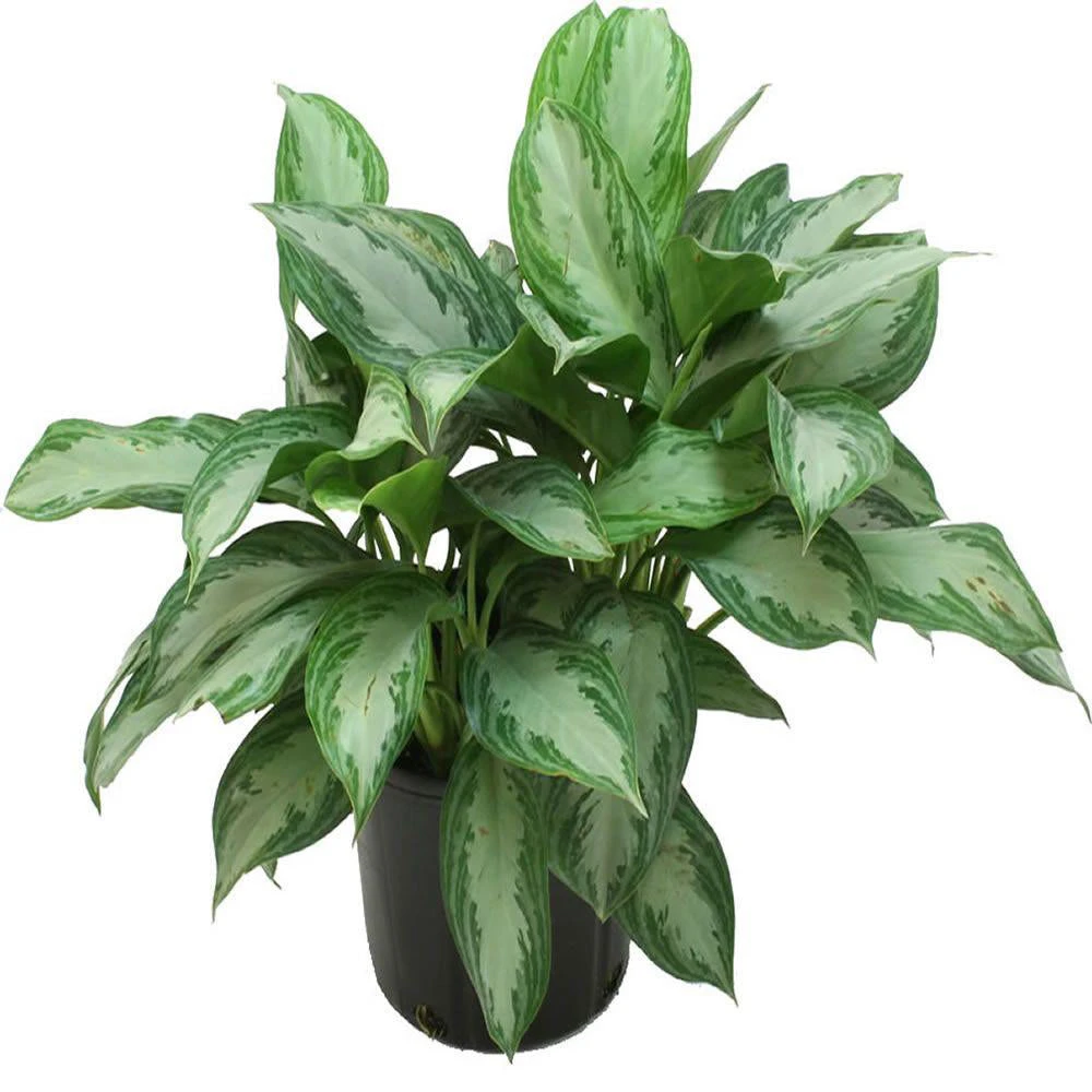 Aglaonema Big Leaf - Indoor Plants 1 Aglaonema Big Leaf - Indoor Plants