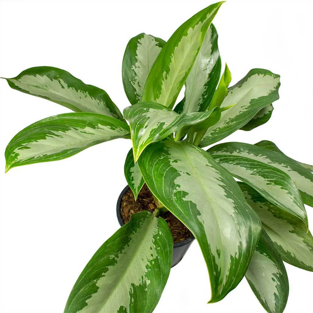Aglaonema Big Leaf - Indoor Plants 2 Aglaonema Big Leaf - Indoor Plants - Image 2