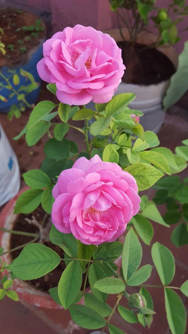 Paneer Climber Rose - Flowering Plants 1 Paneer Climber Rose - Flowering Plants