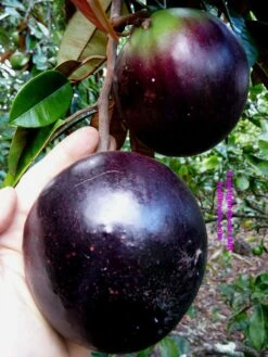 Milk Fruit/Chrysophyllum Cainito - Exotic Fruit Plants