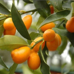 Sweet Lemon / Kumquat(Grafted) - Fruit Plants & Tree 5 Sweet Lemon / Kumquat(Grafted) - Fruit Plants & Tree -EcoHaven Shop Free shipping Bonsai Small Fruit Plants Potted 18 Piece Small Orange Tree Seeds Sweet And Lovely