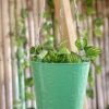 Hanging Bucket Green
