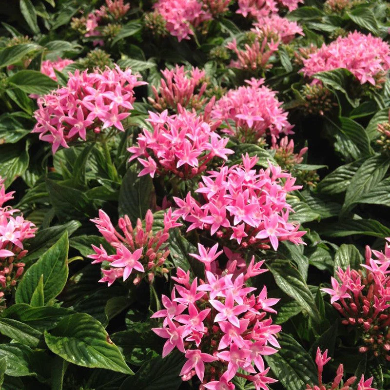 Pentas Pink - Flowering Plants 2 Pentas Pink - Flowering Plants - Image 2