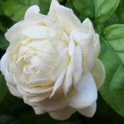 Jasmine Sambac - Flowering Shrubs -EcoHaven Shop Jasmine 2