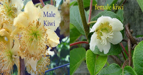 Kiwi Fruit - Male Plants 2 Kiwi Fruit - Male Plants - Image 2
