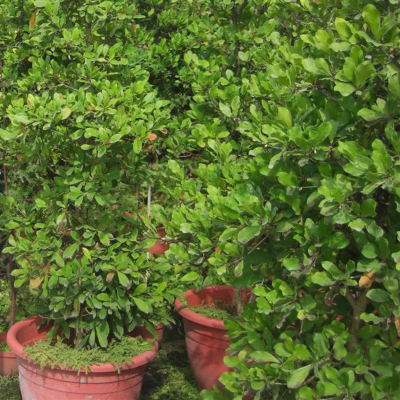 Miracle Fruit - Fruit Plants & Tree 3 Miracle Fruit - Fruit Plants & Tree - Image 3