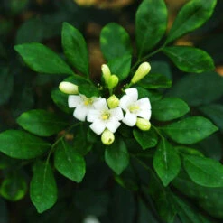 Satin Wood/Madhu Kamini - Flowering Shrubs 7 Satin Wood/Madhu Kamini - Flowering Shrubs -EcoHaven Shop Murraya paniculata lsj
