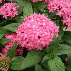 Pentas Pink - Flowering Plants 5 Pentas Pink - Flowering Plants -EcoHaven Shop Penta Butterfly Deep Pink