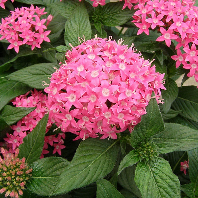 Pentas Pink - Flowering Plants 3 Pentas Pink - Flowering Plants - Image 3