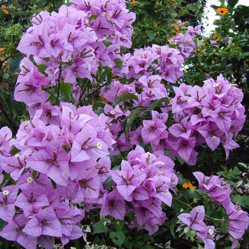 Bougainvillea H. C. Buck - Creepers & Climbers 1 Bougainvillea H. C. Buck - Creepers & Climbers