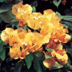 Bougainvillea Light Orange - Flowering Shrubs