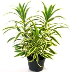 Song Of India Variegata - Indoor/Ornamental Plants