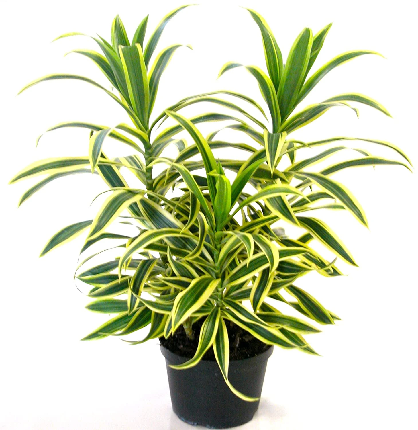 Song Of India Variegata - Indoor/Ornamental Plants 1 Song Of India Variegata - Indoor/Ornamental Plants